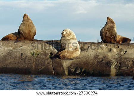 Three wild male Steller Sea Lions hauled out on the rocks.   Photographed in the Southern Gulf Islands of British Columbia, Canada.