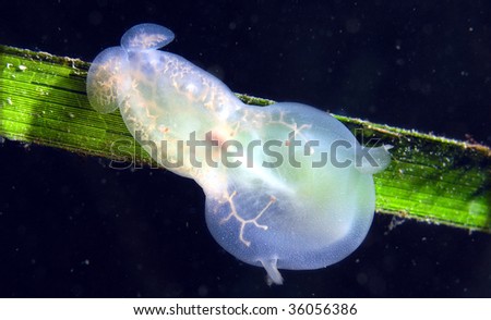 melibe nudibranch