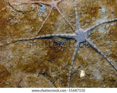 Gray Brittle Star (Ophiura lutkeni) or Grey Brittle Star
