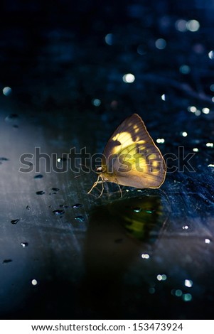 butterfly on mirror glow in the dark.
