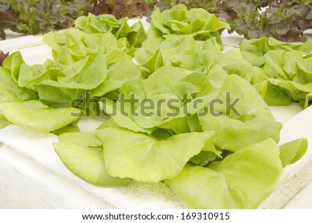 Fresh hydroponic Green leafy salad vegetables health food in farm garden