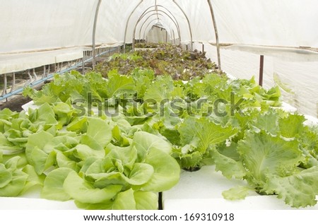 Fresh hydroponic Green leafy salad vegetables health food in farm garden