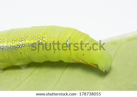 Green worm , caterpillar with leaves isolated on white background