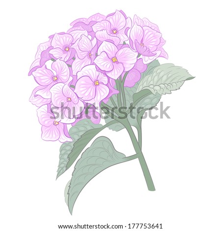 Vector blue summer flowers isolated on a white background. Vector illustration of pink hydrangeas.