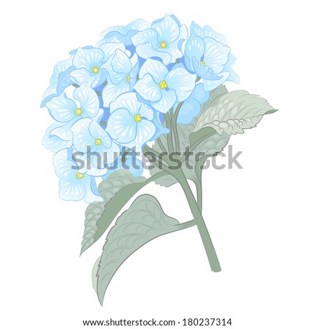 .Vector blue summer flowers isolated on a white background. Vector illustration of blue hydrangeas.