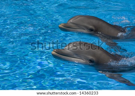 Two Bottle-nose dolphins side by side looking out of the water.