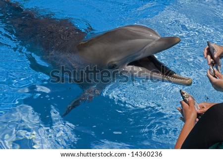 Bottle-nose dolphin with mouth open waiting to be fed by trainers.