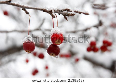 Red berries covered with snow hanging from tree branch.