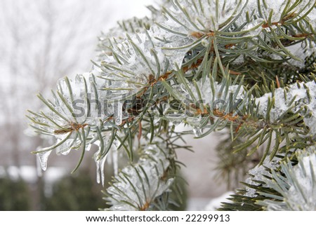 Evergreen branches are frozen with ice in winter.