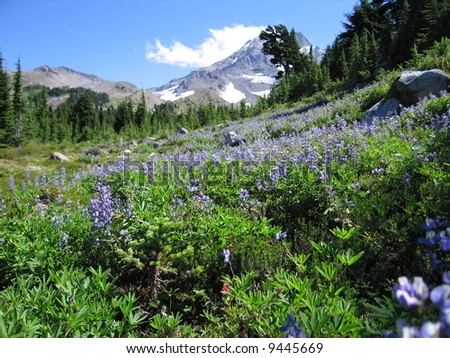 Mt. Hood with lupine flowers in foreground