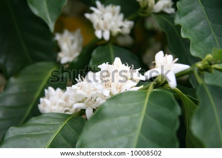 coffee tree blossom