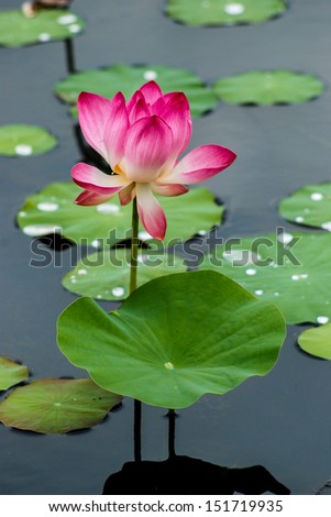 A beautiful pink lotus flower on the water