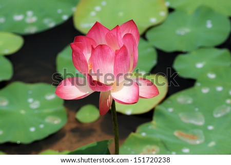 A beautiful pink lotus flower on the water