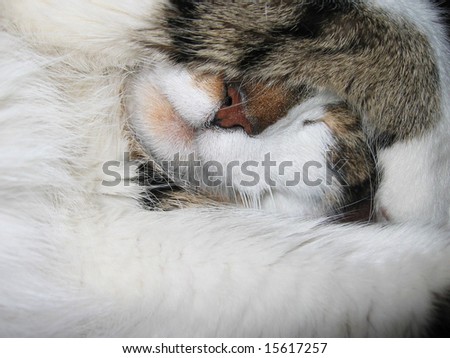 close up half white and tiger cat hiding  with paw in front his face