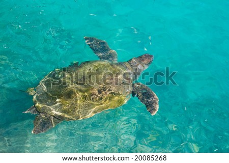 swimming sea turtle in clear turquoise sea water