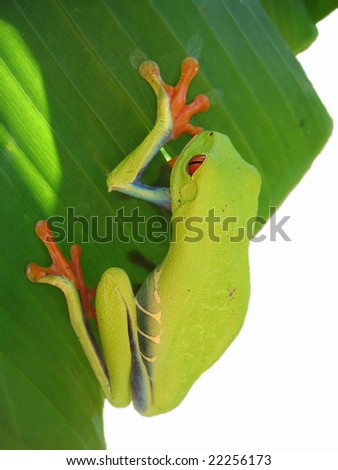 red eyed tree frog hanging on a leaf with white background