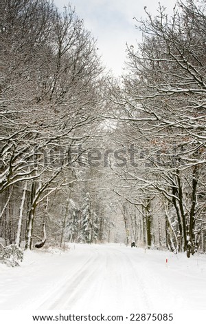 landscape of a forest and road covered with  snow and pale sky