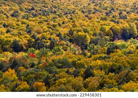 Porcupine Mountains Wilderness State Park, Ontonagon, Michigan, USA - September 30, 2011:  Variety of fall colors on trees in Porcupine Mountains Wilderness State Park.