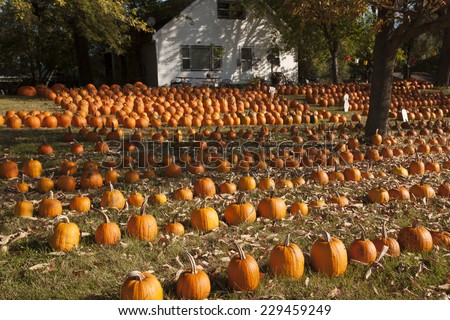 Wisconsin, USA - October 6, 2010:  Pumpkins in lines on the grass with white house in the background
