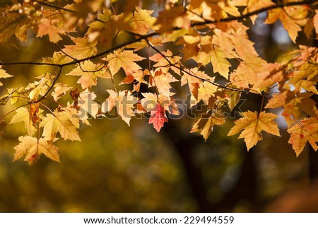 Wisconsin, USA - October 2, 2012:  Yellow fall leaves with one red leaf.