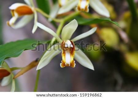 Coelogyne trinervis Rare species wild orchids in forest of Thailand, This was shoot in the wild nature