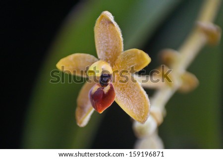 Eria pulchella Rare species wild orchids in forest of Thailand, This was shoot in the wild nature