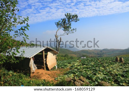 Cabin  in Cabbage agriculture fields in Northern Thailand