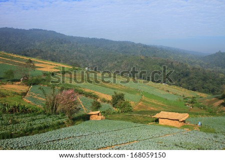 Cabin  in Cabbage agriculture fields in Northern Thailand