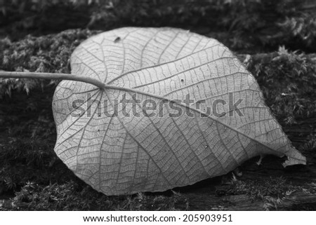 Close up of autumn leaf on log in forest, in monotone