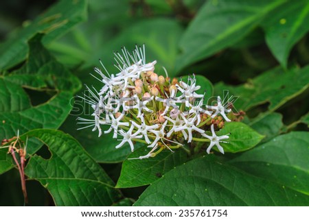 Clerodendrum colebrookianum flower,beautiful wild flower in forest, nature background