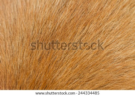 Close up of a Dog fur background