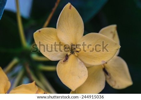 yellow  Ixoras, West Indian Jasmine flower on it\'s plant