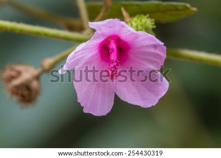 beautiful wild flower in forest, nature background, Xanthium strumarium species