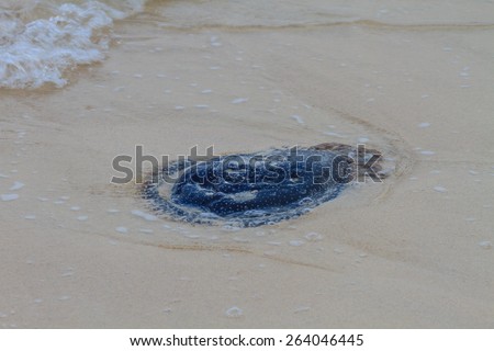 Jellyfish Stranded dead on the sand Beach.
