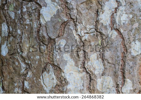 Tree bark texture, Old Wood Tree Texture Background Pattern