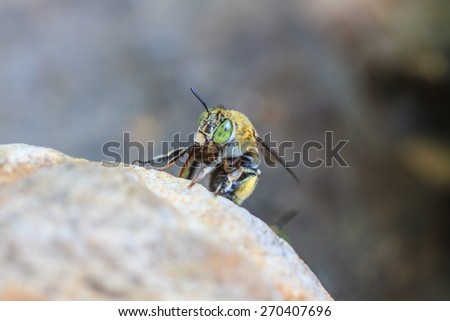 Insect on stone, beautiful wildlife in tropical forest