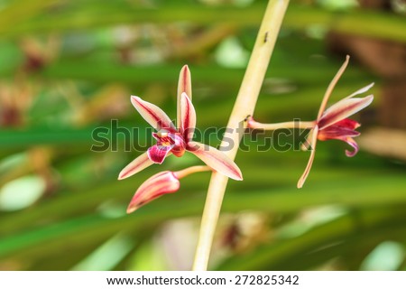 Cymbidium aloifolium Rare species wild orchids in forest of Thailand, This was shoot in the wild nature