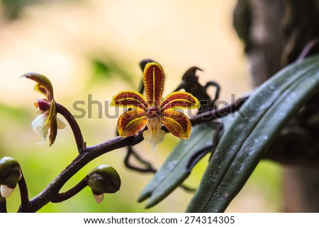 Cleisostoma birmanicum Rare species wild orchids in forest of Thailand, This was shoot in the wild nature