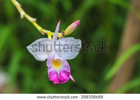 Arundina graminifolia terrestrial orchid close up, Bamboo orchid or Bird orchid.