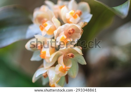 Pholidota articulata Rare species wild orchids in forest of Thailand, This was shoot in the wild nature