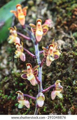 Cleisostoma duplicilobum Rare species wild orchids in forest of Thailand, This was shoot in the wild nature
