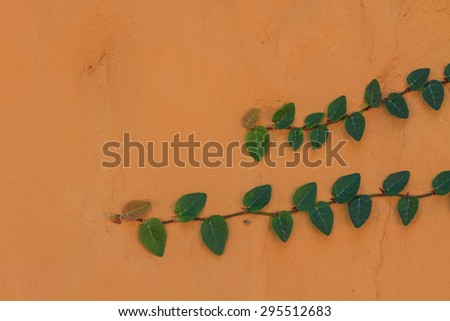 Green Creeper Plant growing on a brick wall