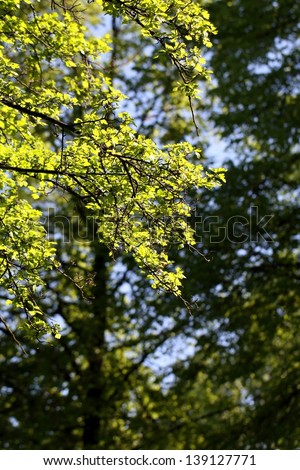 leaves of a tree in the sun