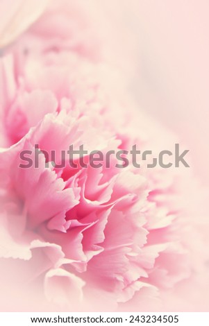 Pink flower for romantic background in soft background concept