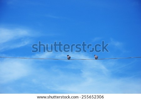 Couple birds on the rope with beautiful blue sky