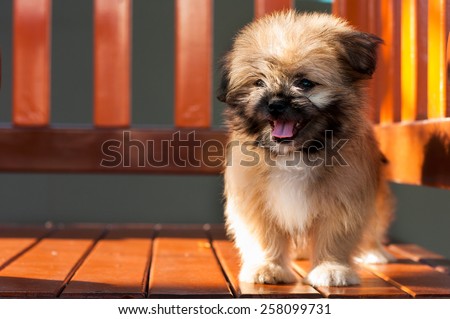 Hybrid dog, cross-breed, Pomeranian + Shih tzu
