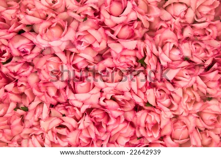 pink rose flower background. pink roses Background