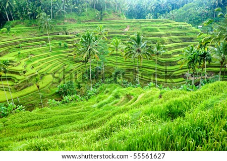 Amazing view of the Rice Terrace field, Ubud, Bali,  Indonesia.