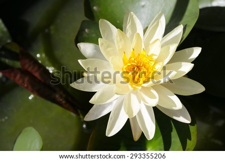 White yellow Lotus blossom in sunshine