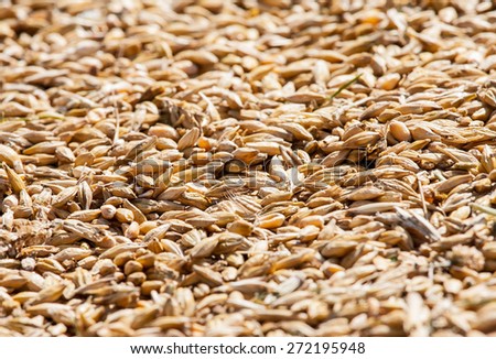 Harvest of barley - closeup shot